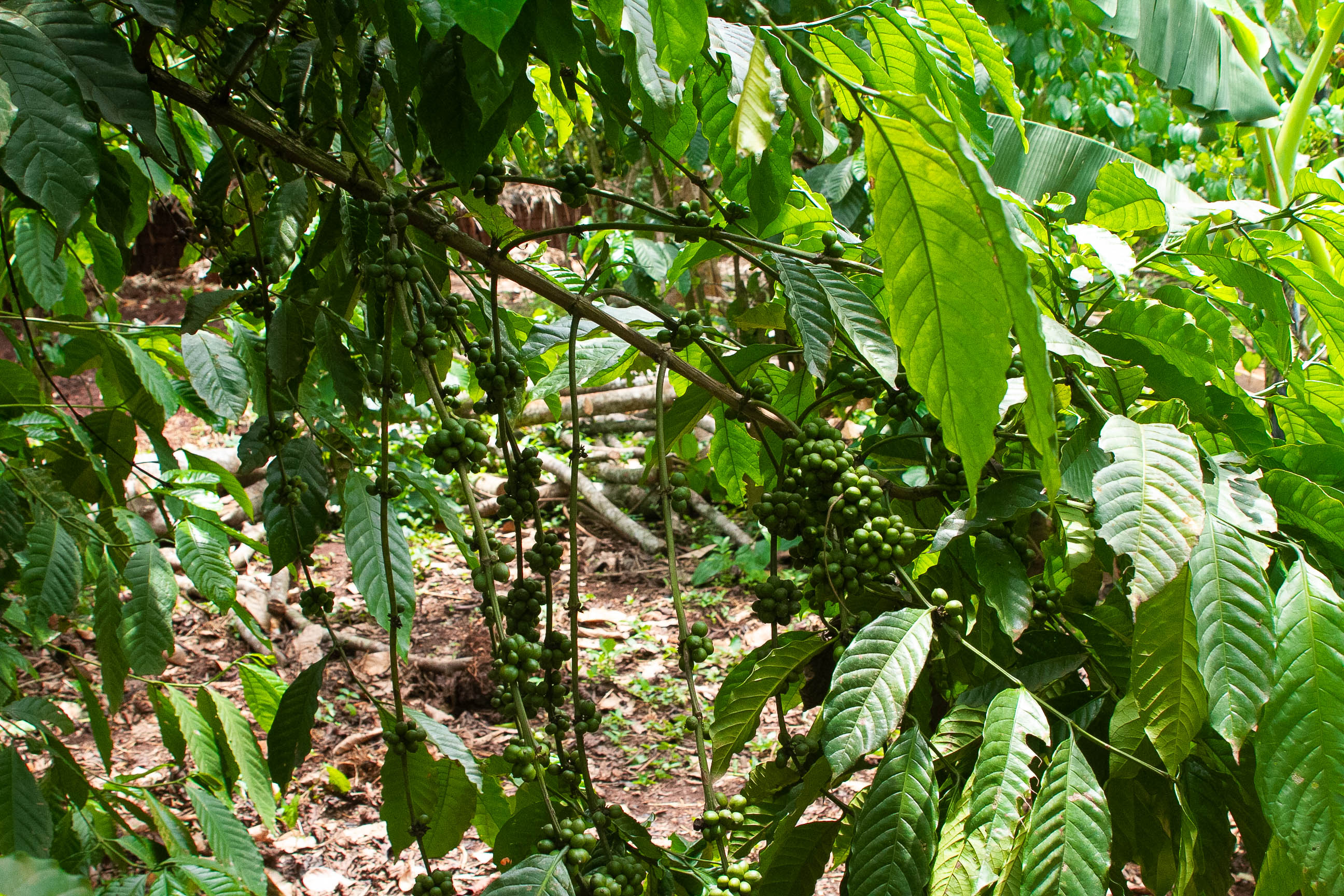 Coffee Farming