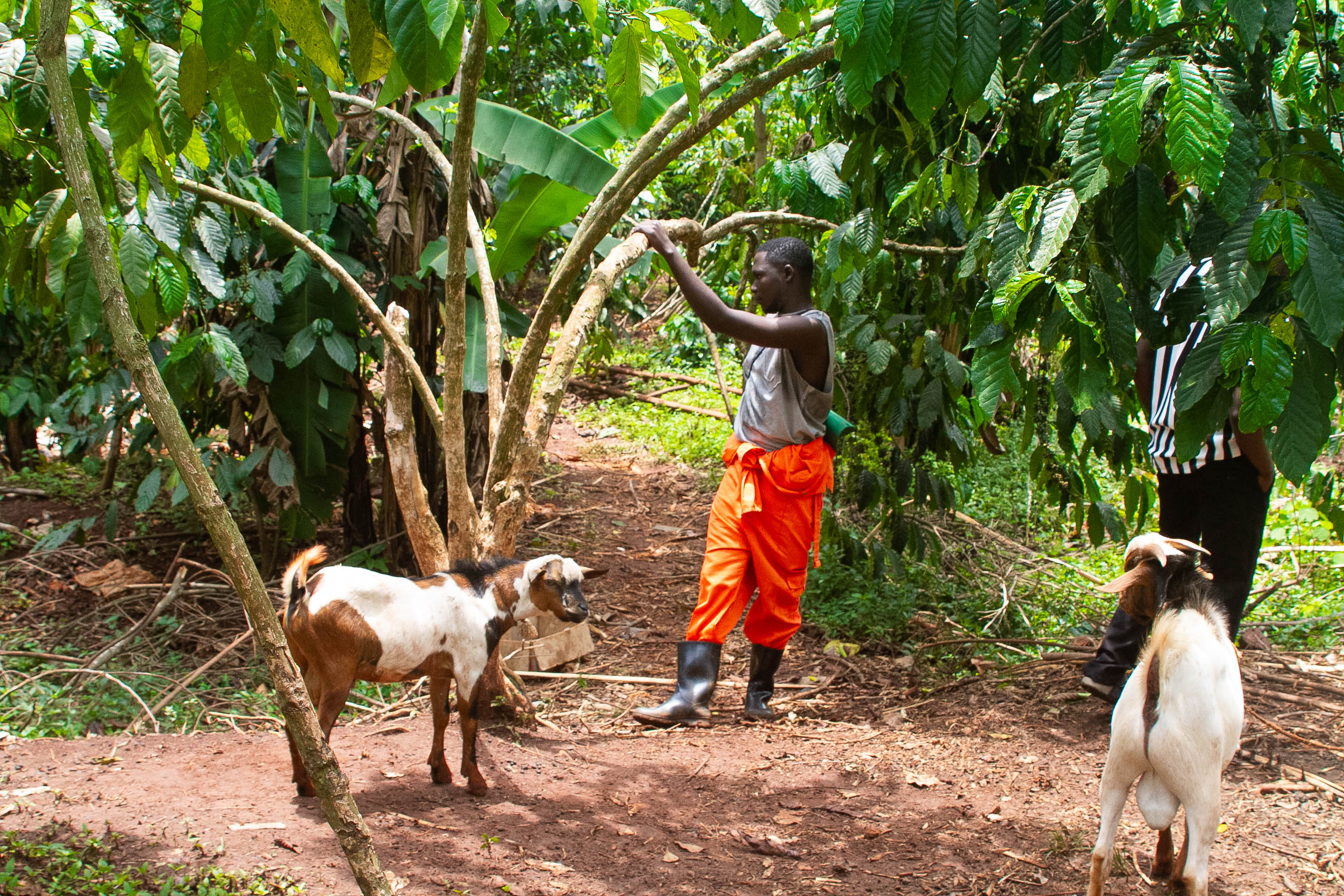Goat Rearing
