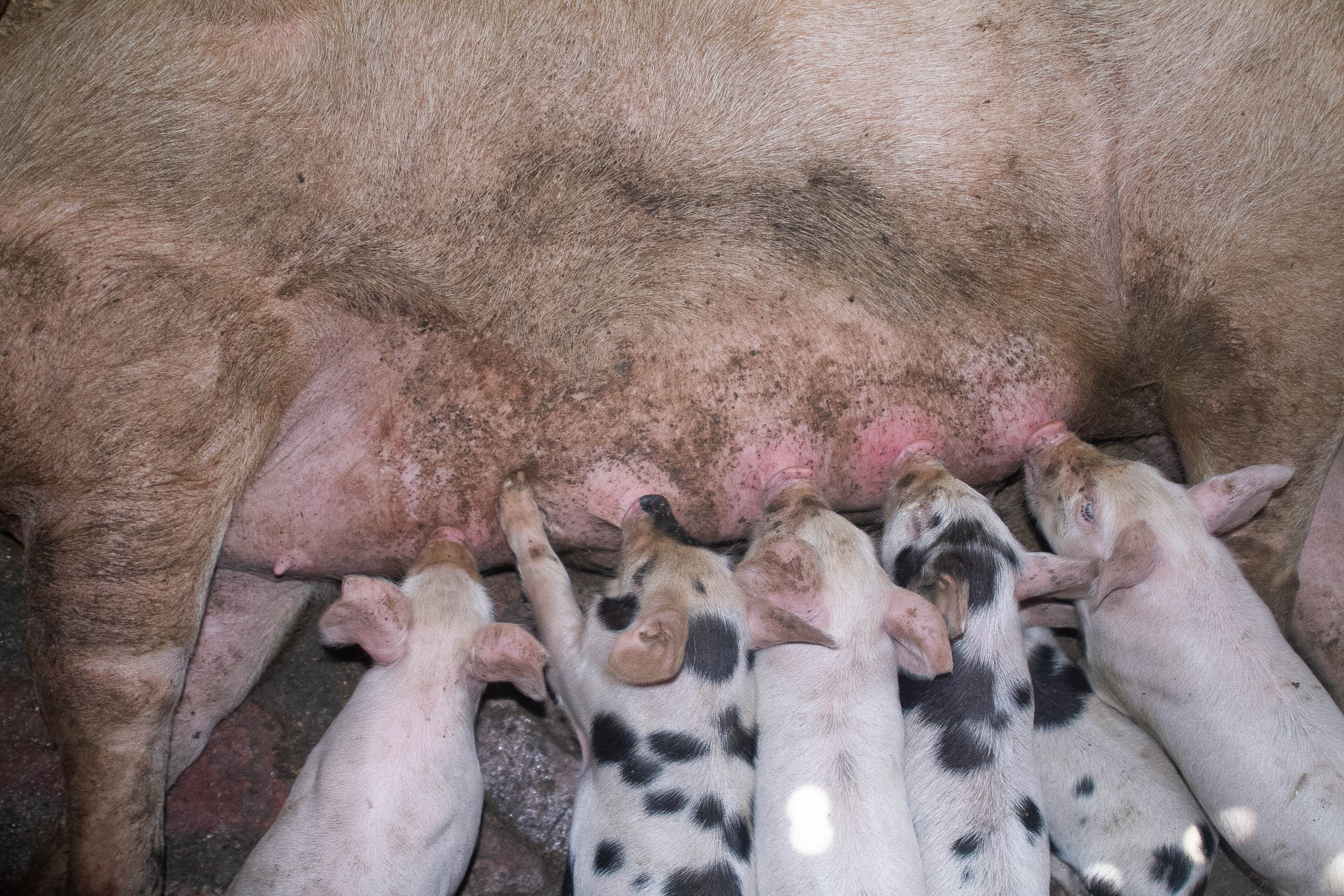 Piggery Project